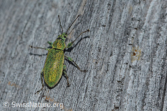 Foto: Gebirgs-Blattrüssler (Phyllobius arborator). Länge 8mm. Weibchen. Ansicht von oben.