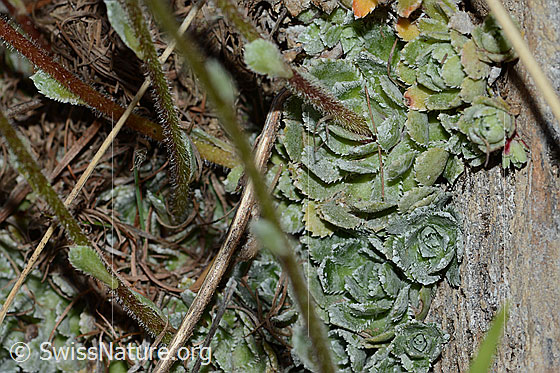 Photo: Saxifraga paniculata. Leaf rosetten and stem.