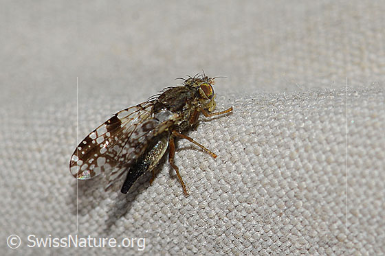 Photo: Bohrfliege. Length 5mm. View from the side.