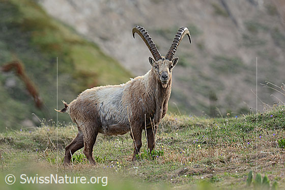 Foto: Alpensteinbock (Capra ibex). Männchen mit grossen Hörnern auf Alpweide. 
Lat.: Capra ibex
Ordnung: Artiodactyla (Paarhufer)
Familie: Bovidae (Hornträger)
Unterfamilie: Antilopinae
Gattung: Capra (Ziegen)