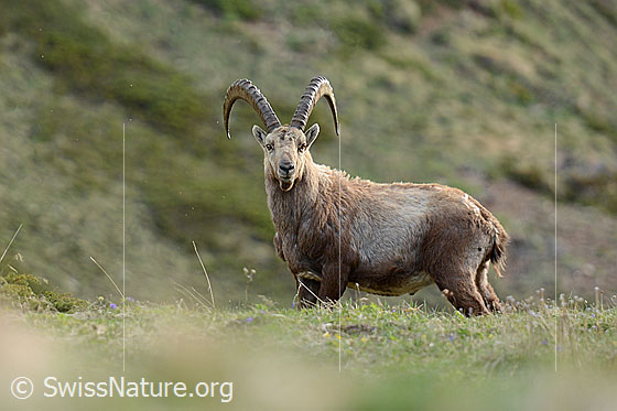 Foto: Alpensteinbock (Capra ibex). Männchen mit grossen Hörnern.
Lat.: Capra ibex
Ordnung: Artiodactyla (Paarhufer)
Familie: Bovidae (Hornträger)
Unterfamilie: Antilopinae
Gattung: Capra (Ziegen)