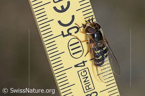 Foto: Frühe Grossstirnschwebfliege (Scaeva selenitica). Länge 13mm. Weibchen. Ansicht von schräg oben.