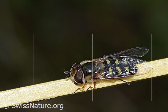 Foto: Frühe Grossstirnschwebfliege (Scaeva selenitica). Länge 13mm. Weibchen. Ansicht von seitlich oben.