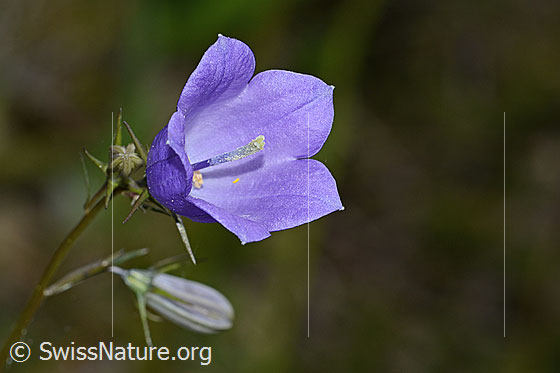 Foto: Wahrscheinlich Rautenblättrige Glockenblume (Campanula rhomboidalis). Blüte. Ansicht von schräg vorne.