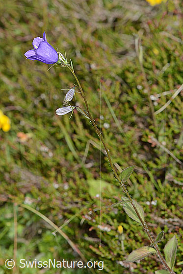 Foto: Wahrscheinlich Rautenblättrige Glockenblume (Campanula rhomboidalis). Ganze Pflanze (Habitat).