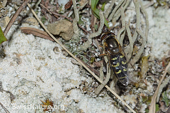 Foto: Frühe Grossstirnschwebfliege (Scaeva selenitica). Länge 13mm. Weibchen. Ansicht von hinten oben.