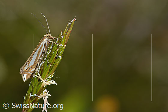 Photo: Probably Crambus lathoniellus. View from the side.
