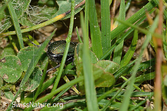 Foto: Kupferfarbener Buntgrabläufer (Poecilus cupreus). Länge 11mm. Ansicht von hinten.