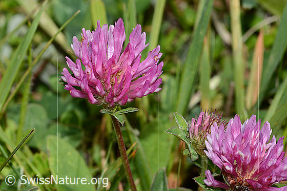Photo: Trifolium pratense. Blossoms. View from diagonally above.