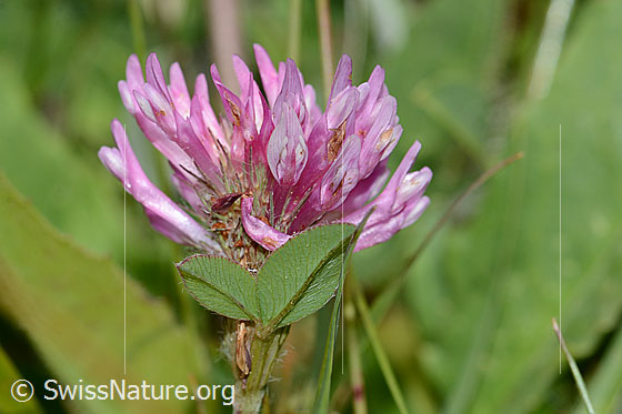 Photo: Trifolium pratense. Blossoms and leaf underside.