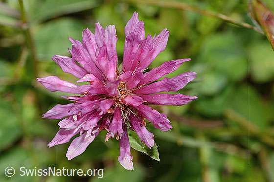 Foto: Rot-Klee (Trifolium pratense). Blüten. Ansicht von oben.