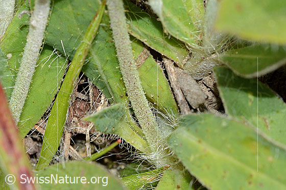 Photo: Probably Hieracium pilosella. Stem and leaves.