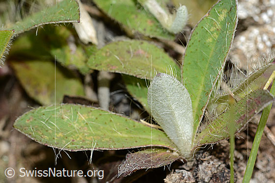 Photo: Probably Hieracium pilosella. Leaf underside.
