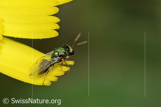 Foto: Erzwespe aus der Familie Pteromalidae auf Blume. Länge 3mm. Ansicht von schräg hinten.