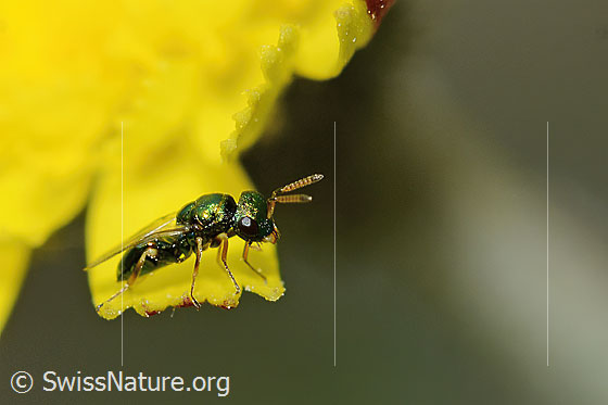 Foto: Erzwespe aus der Familie Pteromalidae auf Blume. Länge 3mm. Ansicht von der Seite.