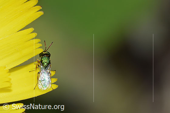 Foto: Erzwespe aus der Familie Pteromalidae auf Blume. Länge 3mm. Ansicht von oben.