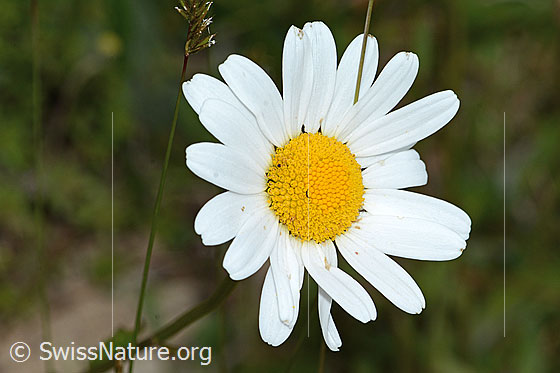 Foto: Gewöhnliche Wiesen-Margerite (Leucanthemum vulgare). Blüte.