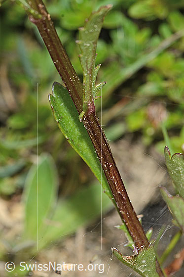 Foto: Gewöhnliche Wiesen-Margerite (Leucanthemum vulgare). Stängel und Stängelblätter.