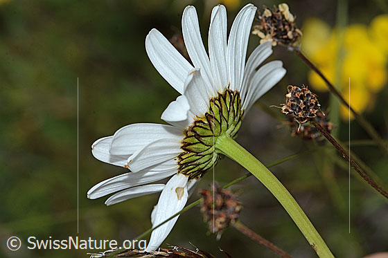 Foto: Gewöhnliche Wiesen-Margerite (Leucanthemum vulgare). Braunrandige Hüllblätter und Stängel.