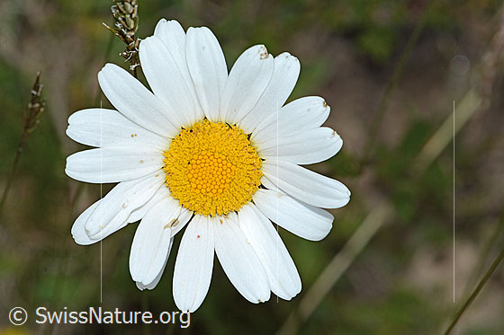 Foto: Gewöhnliche Wiesen-Margerite (Leucanthemum vulgare). Blüte.
