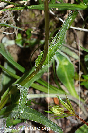 Foto: Rundköpfige Rapunzel (Phyteuma orbiculare). Blätter und Stängel.