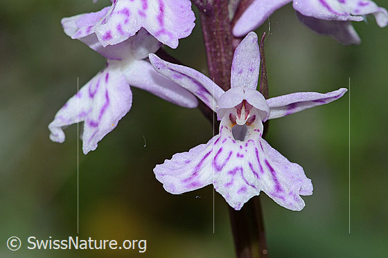 Photo: Dactylorhiza fuchsii. Blossom.