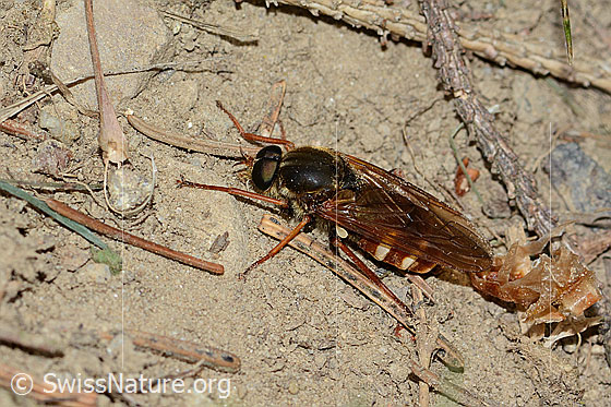 Foto: Coenomyia ferruginea (Stinkfliege). Länge 17mm. Männchen. Ansicht von schräg oben.
