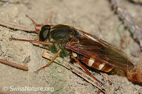 Photo: Coenomyia ferruginea. Length 17mm. Male. View from the side.