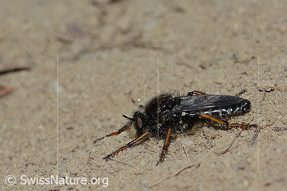 Foto: Gefleckte Makelfliege (Cyrtopogon maculipennis). Länge 14mm. Weibchen. Ansicht von der Seite.