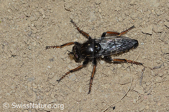 Foto: Gefleckte Makelfliege (Cyrtopogon maculipennis). Länge 14mm. Weibchen. Ansicht von oben.
