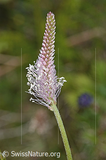 Mittlerer Wegerich (Plantago media)