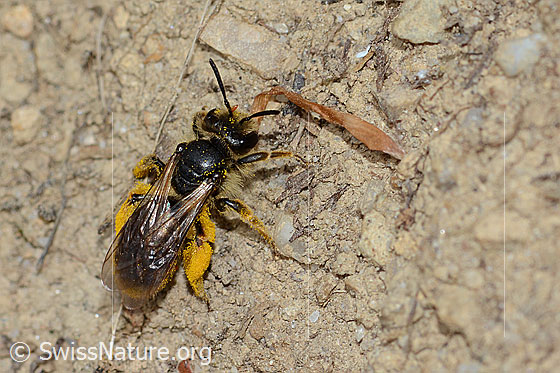 Photo: Andrena humilis. Length 10mm. Female. View from above. It is possible that oil beetle larvae cling to the bee and want to be transported into the brood. Possibly another parasite on the antenna and abdomen.