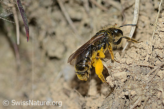 Gewöhnliche Dörnchensandbiene (Andrena humilis)