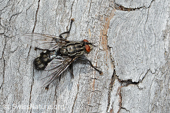 Photo: Probably Sarcophaga carnaria. Length 14mm. View from diagonally above.