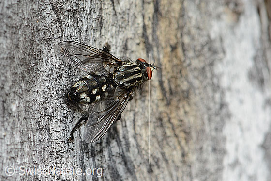 Foto: Wahrscheinlich Graue Fleischfliege (Sarcophaga carnaria). Länge 14mm. Ansicht von schräg hinten.
