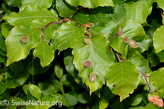 Foto: Pflanzengallen der Buchengallmücke (Mikiola fagi) an Rotbuche (Fagus sylvatica). Länge 8mm. Mehrere Blätter mit Gallen.