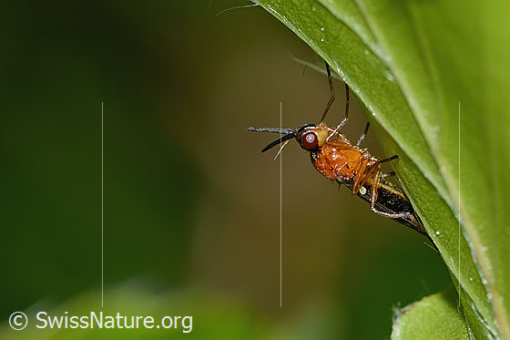Photo: Loxocera aristata. Length 6mm. On the underside of a leaf. View diagonally from the front.