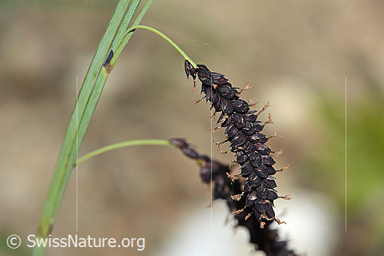 Foto: Schlaffe Segge (Carex flacca). Wird auch Blaugrüne Segge genannt. Ähre.