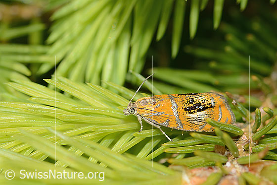 Photo: Olethreutes arcuella on a conifer. View from the side.