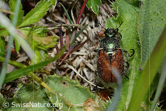 Foto: Gartenlaubkäfer (Phyllopertha horticola). Länge 8.5 - 11mm. Ansicht von oben.