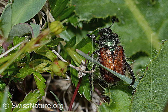 Photo: Phyllopertha horticola. Length 8.5 - 11mm. View from above.