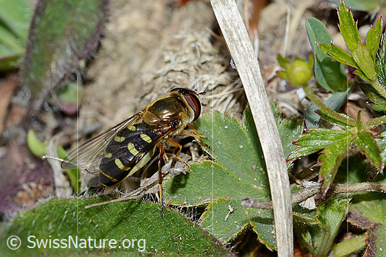 Foto: Mondfleck-Feldschwebfliege (Eupeodes luniger). Länge 9 - 12mm. Weibchen. Ansicht von schräg hinten.