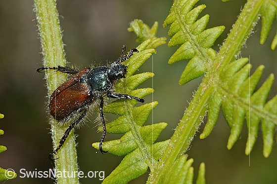 Foto: Gartenlaubkäfer (Phyllopertha horticola). Länge 8.5 - 11mm. Ansicht von seitlich vorne.