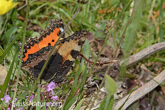 Foto: Kleiner Fuchs (Aglais urticae). Flügel wenig geöffnet. Ansicht von seitlich hinten.