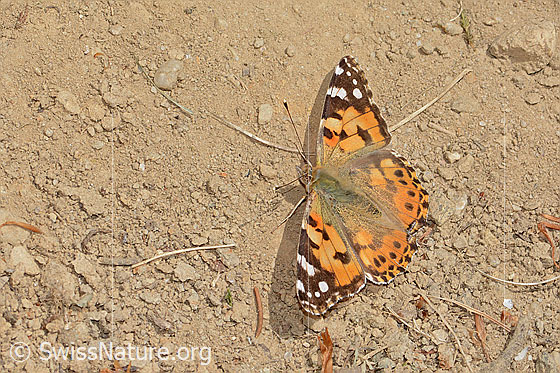 Foto: Distelfalter (Vanessa cardui). Flügel geöffnet. Ansicht von oben.