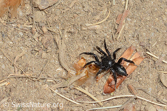 Foto: Möglicherweise Zelotes subterraneus (Plattbauchspinne). Ansicht von schräg oben.
