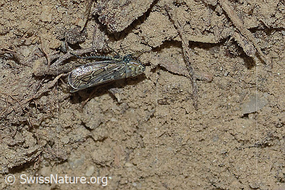 Photo: Errastunus ocellaris. Length 3mm. View from above.
