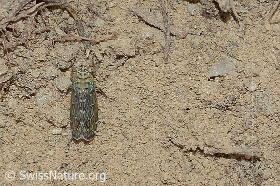 Photo: Errastunus ocellaris. Length 3mm. View from above.