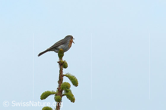 Foto: Rotkehlchen (Erithacus rubecula). Auf der Spitze einer Tanne sitzend und singend.