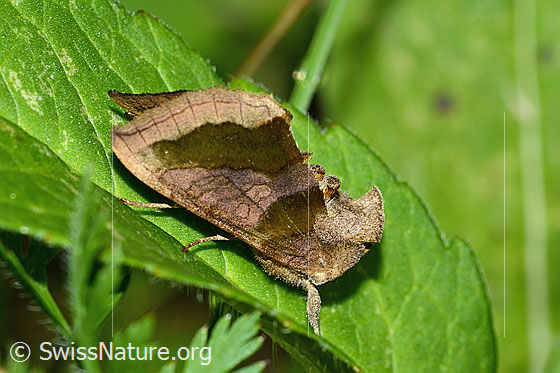 Messingeule (Diachrysia chrysitis)